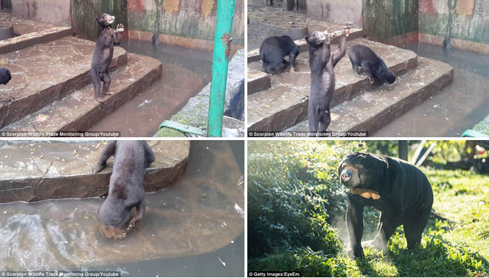 Beruang Kurus Bonbin Bandung Picu Petisi Online Disorot Media Asing